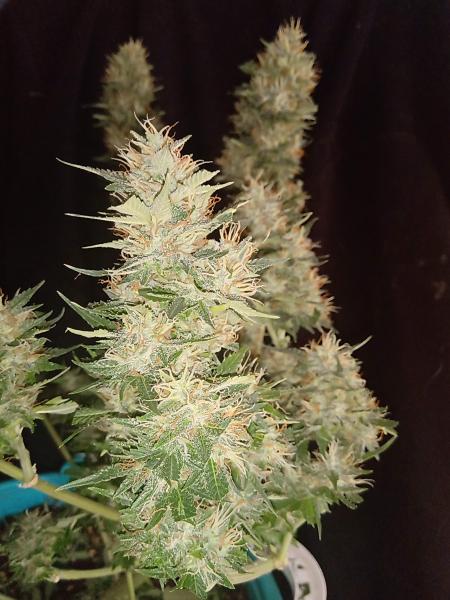 420 fast buds G14 auto. 5er